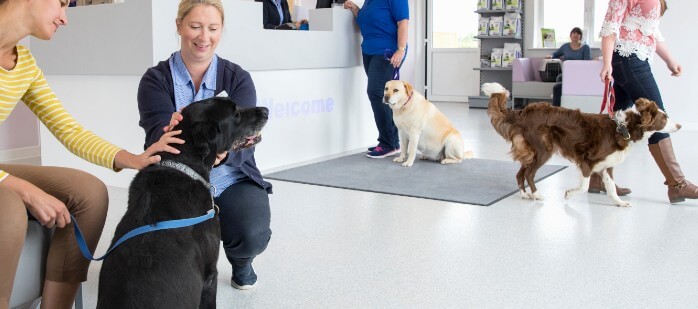 Dierenverzekering Dierenverzekering